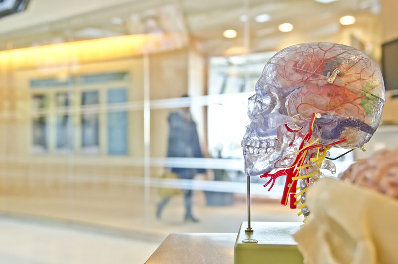 A clear skeleton model of a head to show what CBD does to the brain.