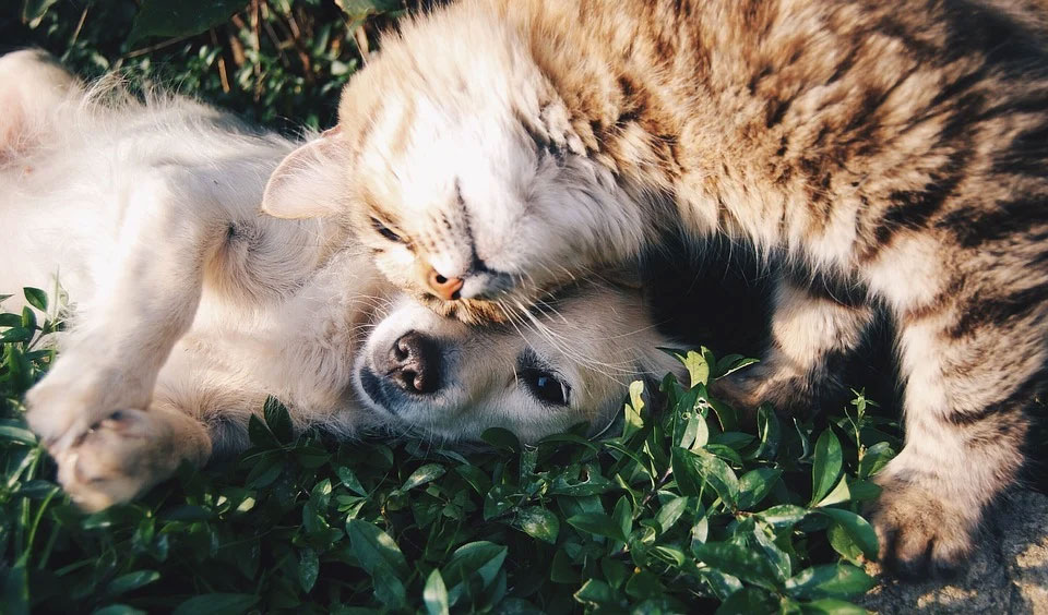 A dog and cat playing in the grass.