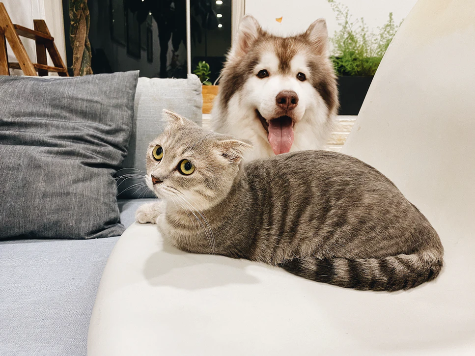 A dog and cat lying on a couch