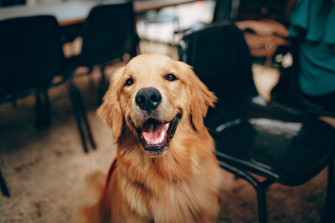 golden retriever sitting with mouth slightly open