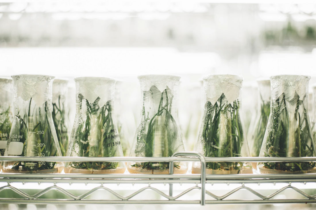 Green plants trapped inside sealed glass beakers