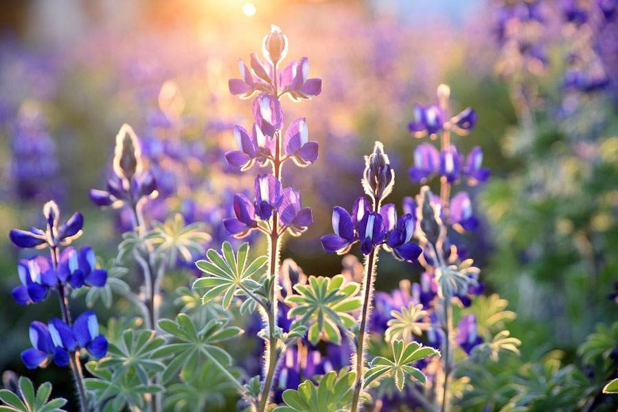 Purple lupine flowers blooming in a meadow