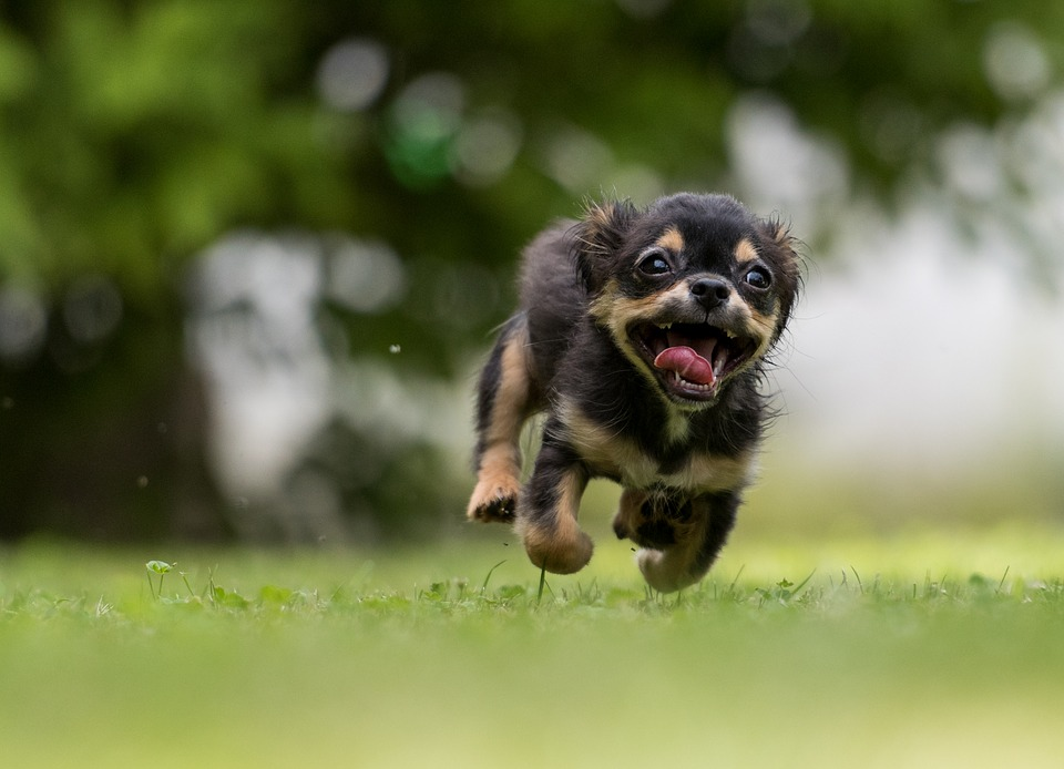 A small dog jumping in the grass